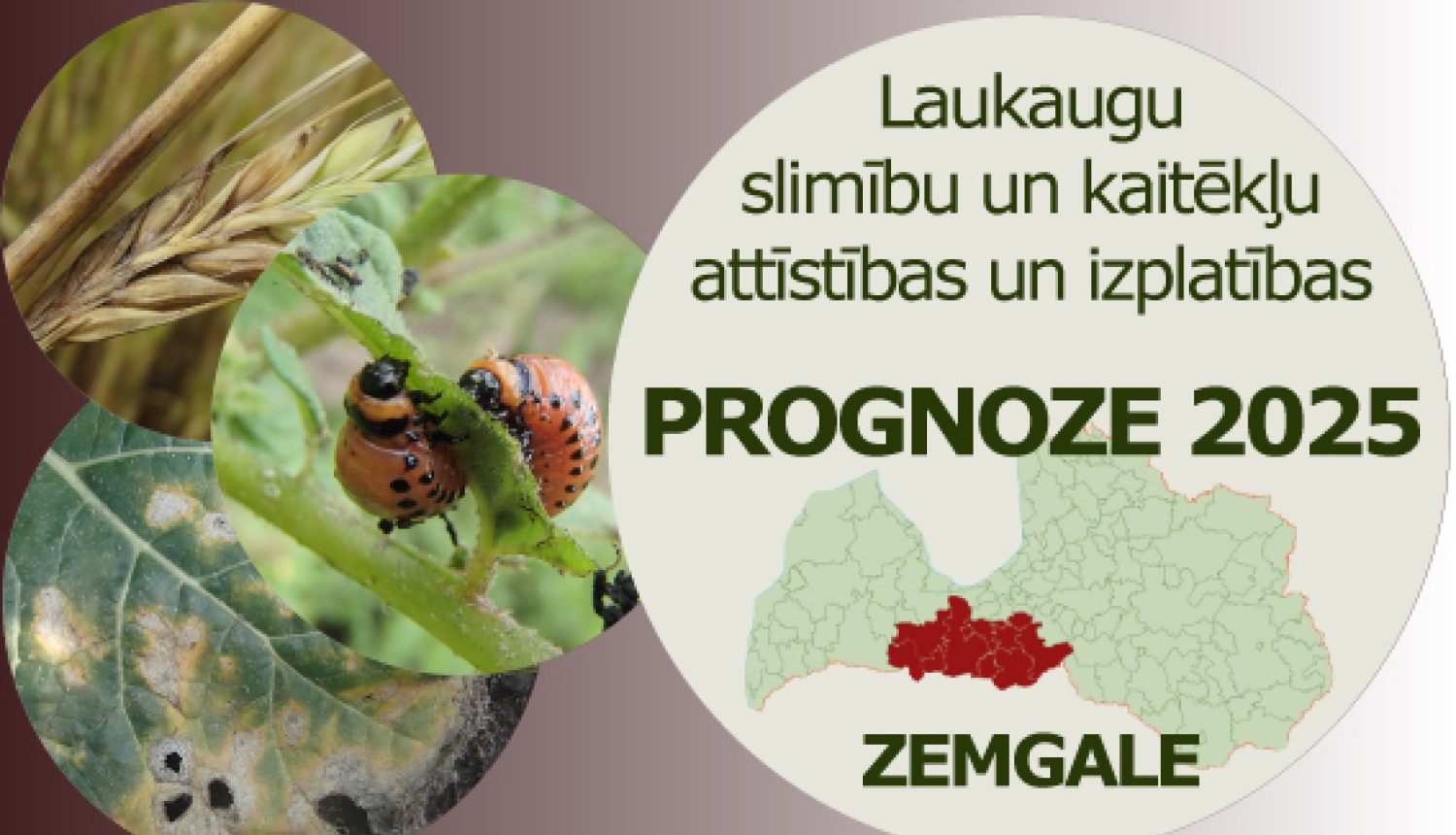 Laukaugu slimību un kaitēkļu attīstības un izplatības prognoze Zemgales reģionam 2025. gadam