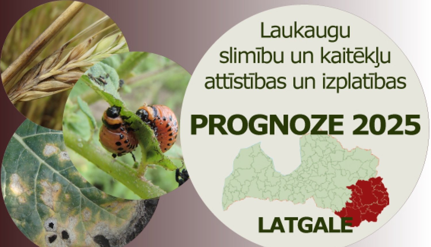 Laukaugu slimību un kaitēkļu attīstības un izplatības prognoze Latgales reģionam 2025 gadam