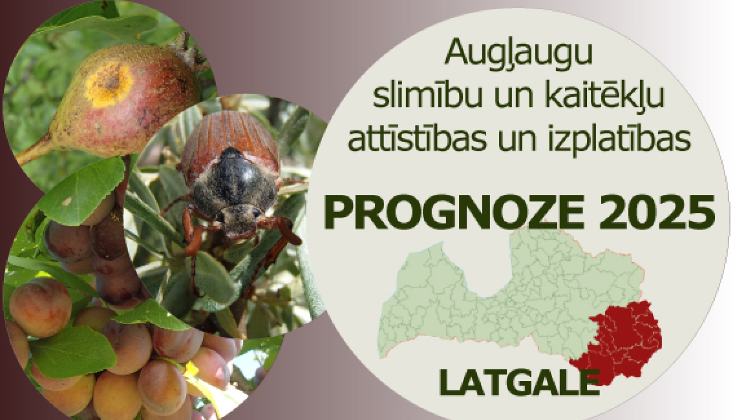 Augļaugu slimību un kaitēkļu attīstības un izplatības prognoze 2025. gadam Latgales reģionam