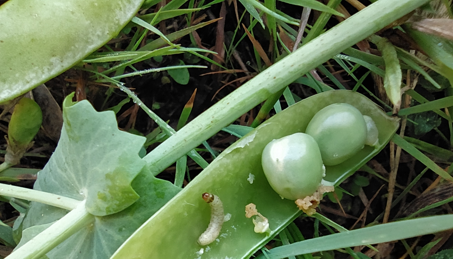 BRĪDINĀJUMS - zirņu sējumos sāk izlidot zirņu tinēju tauriņi un izplatās slimības