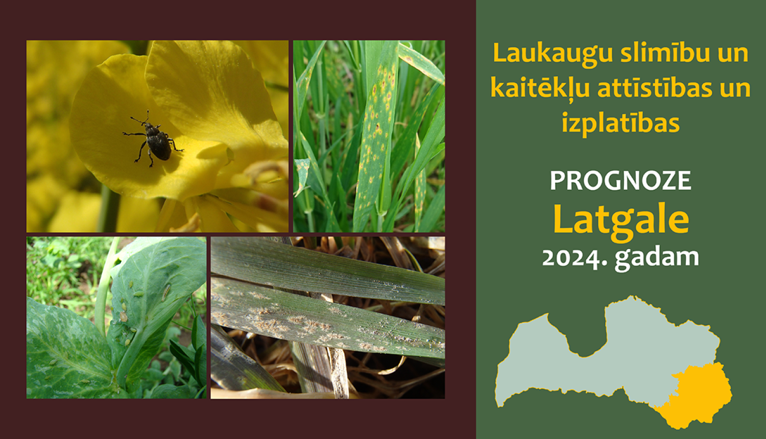 Laukaugu slimību un kaitēkļu attīstības un izplatības prognoze Latgales reģionam 2024. gadam