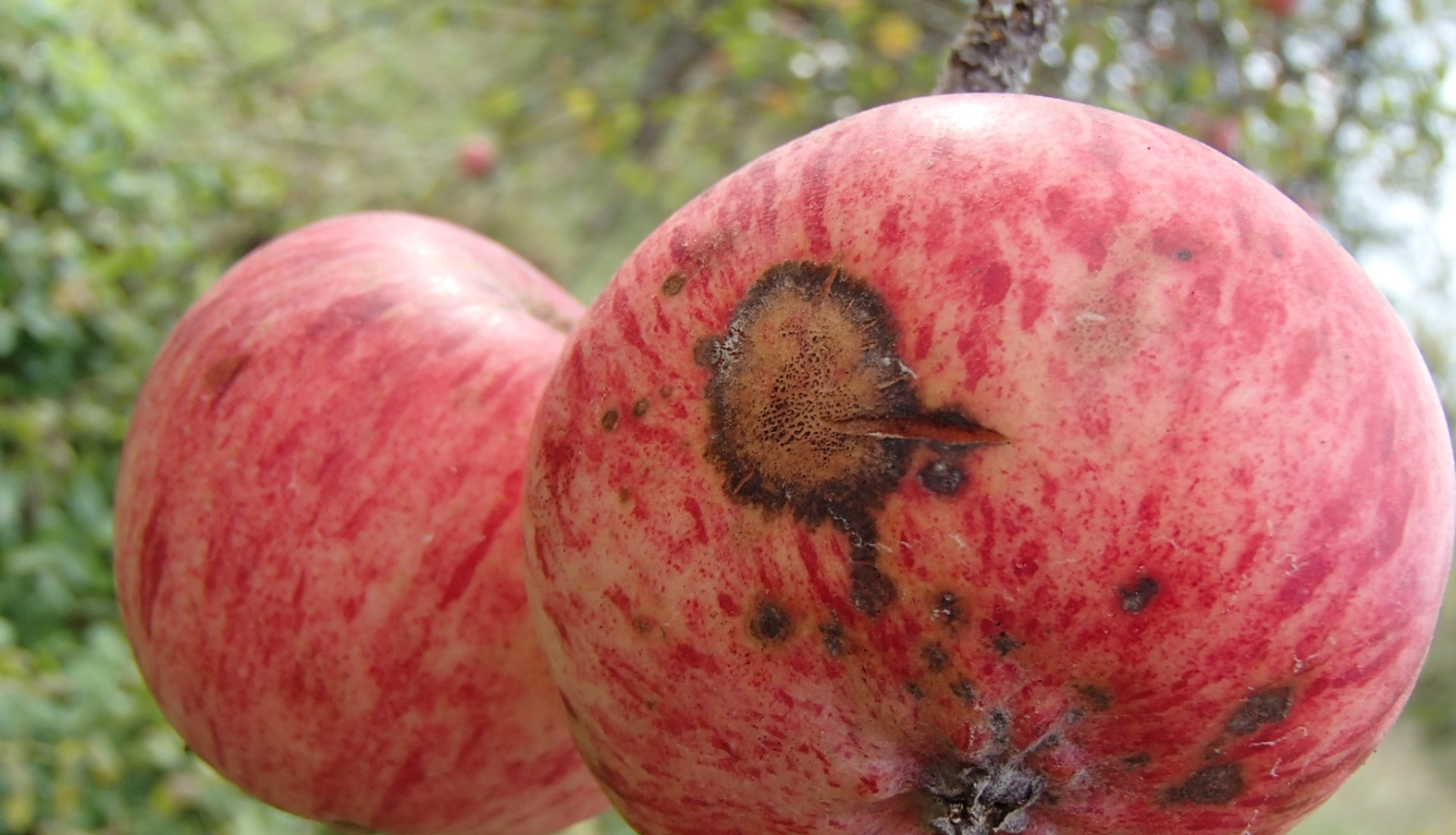 Ābeļu kraupis uz ābola