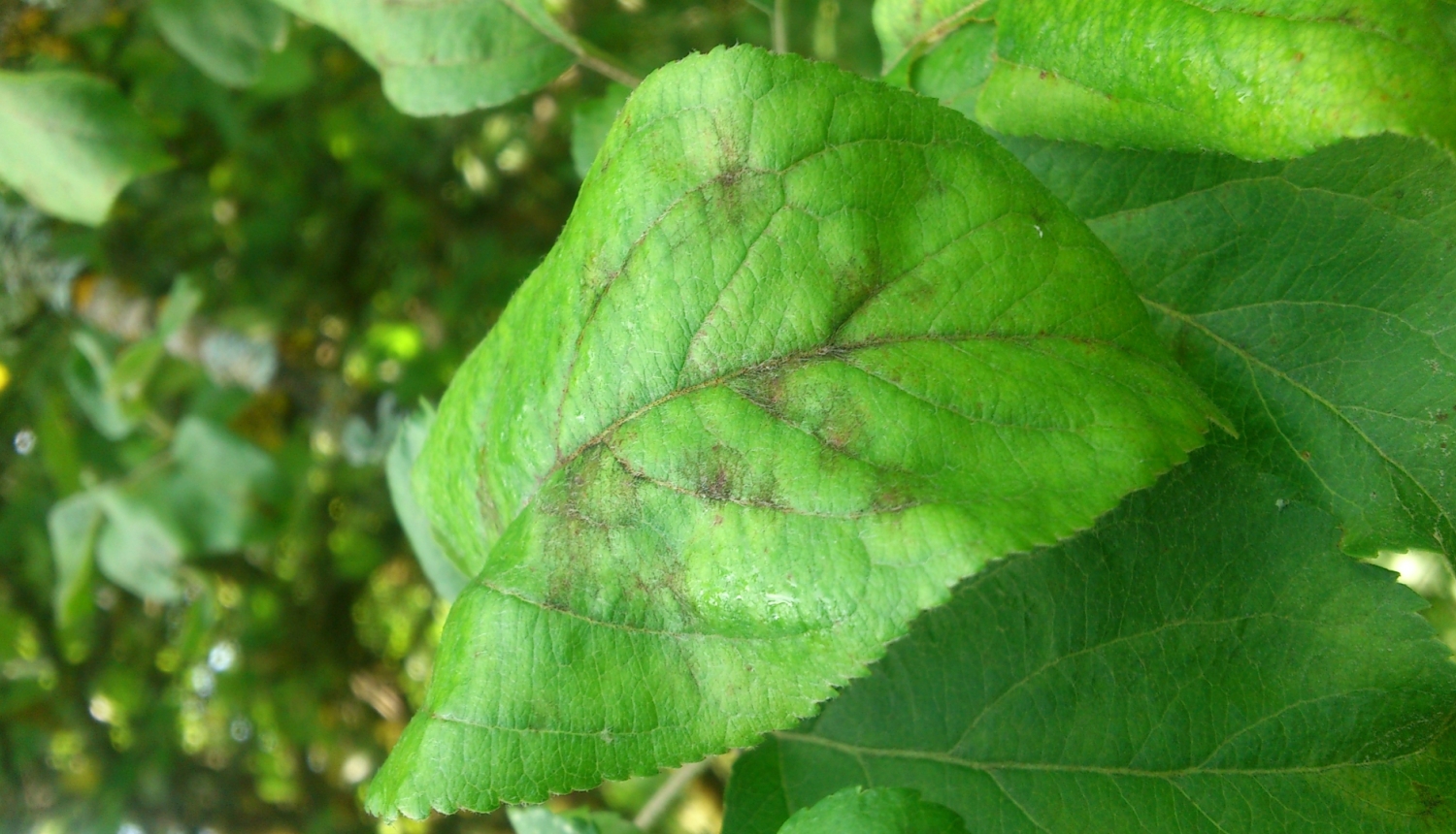 Ābeļu kraupis uz lapas