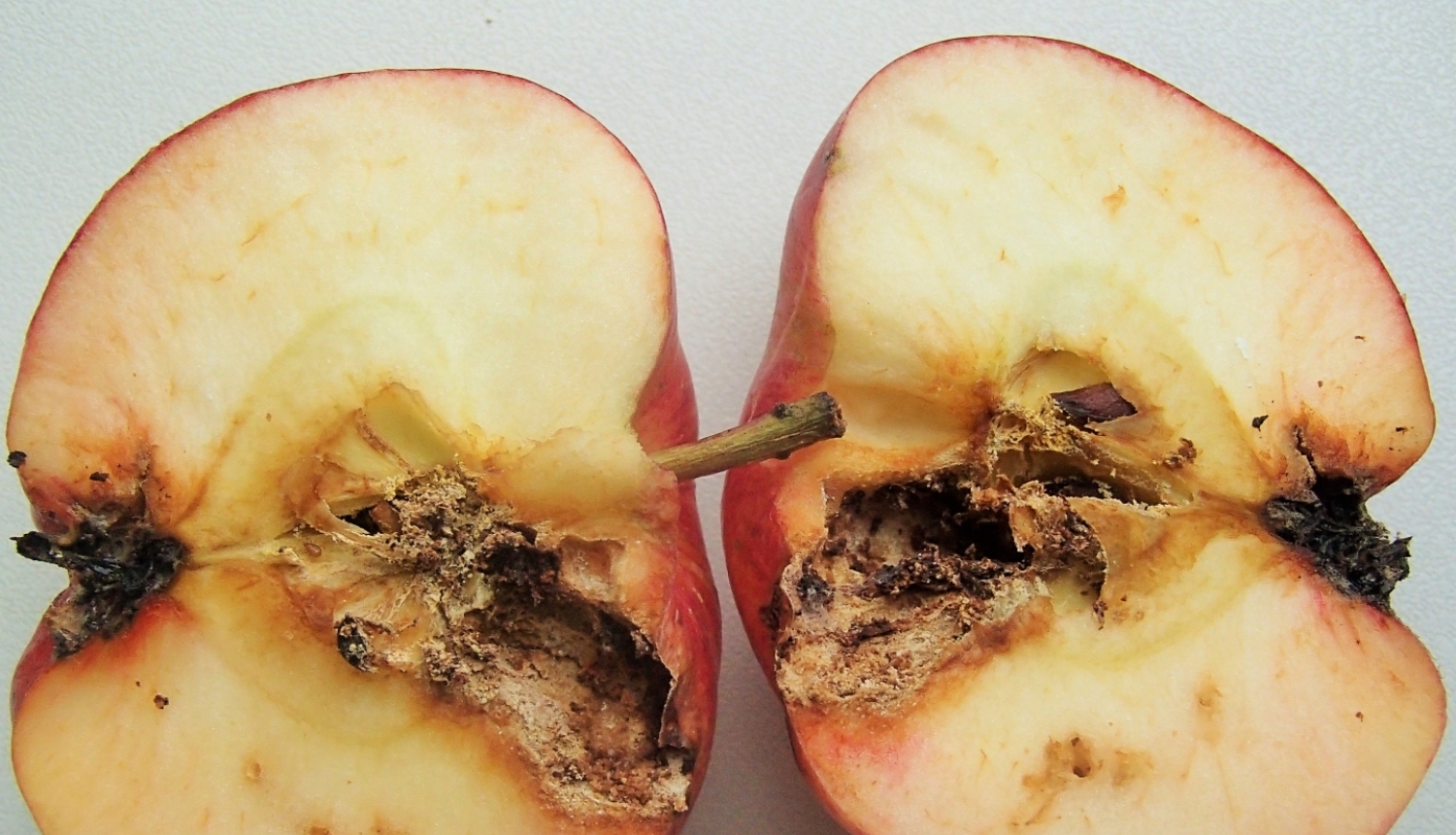 Ābolu tinēja kāpura bojājums