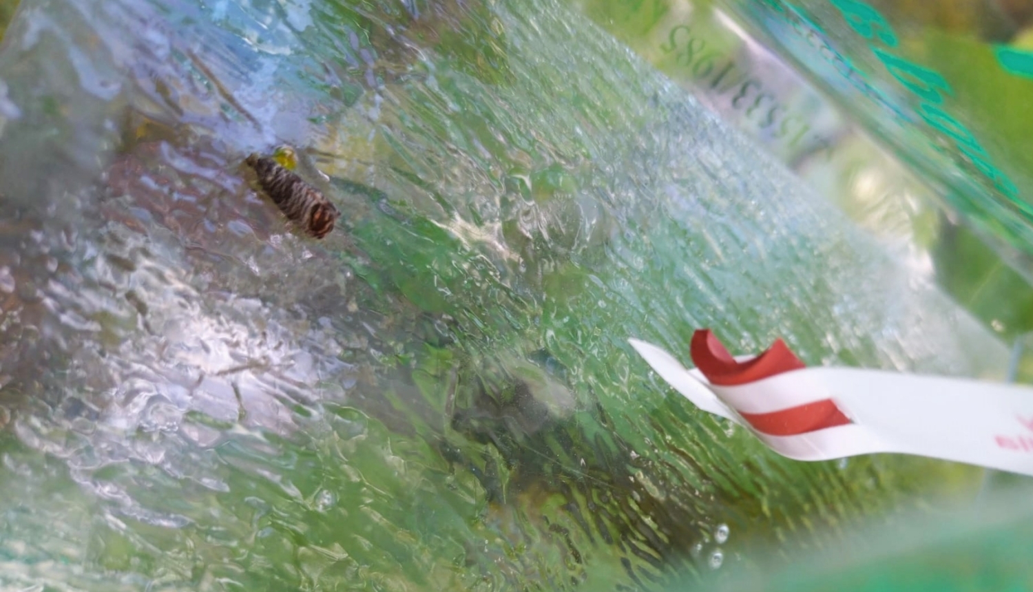 Āboju tinēja tauriņš feromonu slazdā