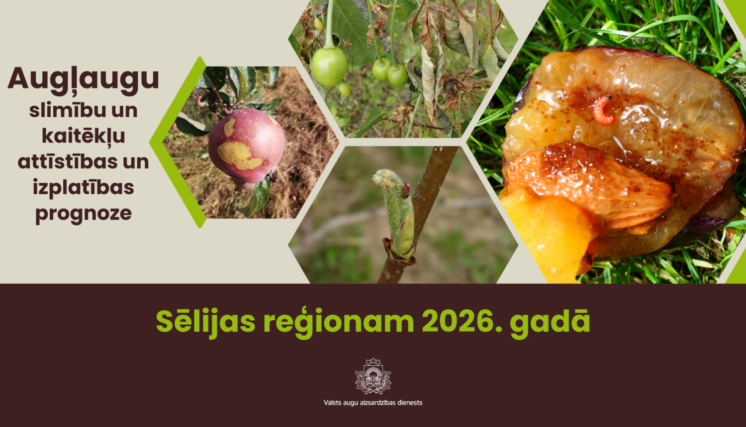 Augļaugu slimību un kaitēkļu attīstības un izplatības prognoze 2026. gadam Sēlijas reģionam