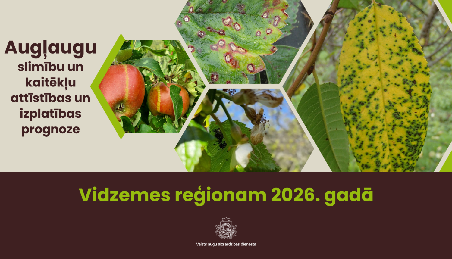  Augļaugu slimību un kaitēkļu attīstības un izplatības prognoze 2026. gadam Vidzemes reģionam