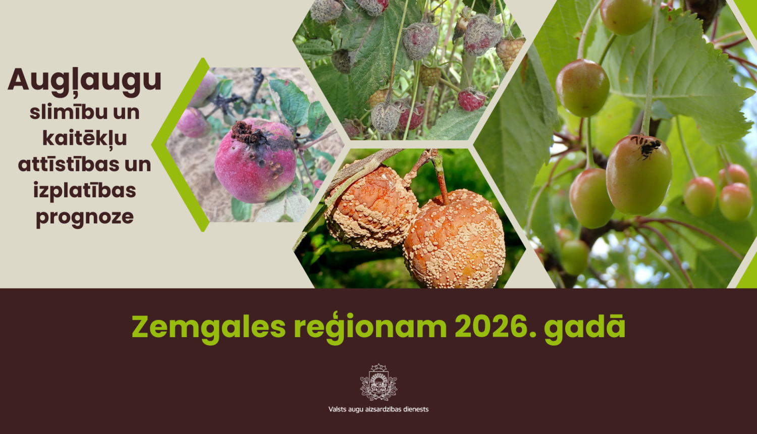 Augļaugu slimību un kaitēkļu attīstības un izplatības prognoze 2026. gadam Zemgales reģionam