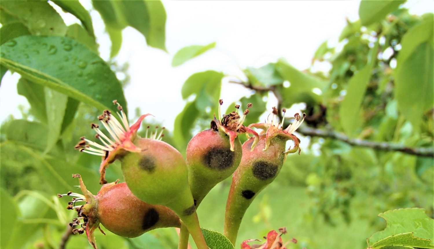 Bumbieru kraupja pazīmes uz augļiem