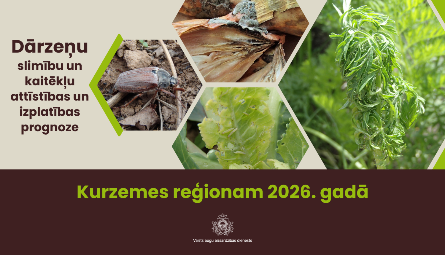 Dārzeņu slimību un kaitēkļu attīstības un izplatības prognoze 2026. gadam Kurzemes reģionam