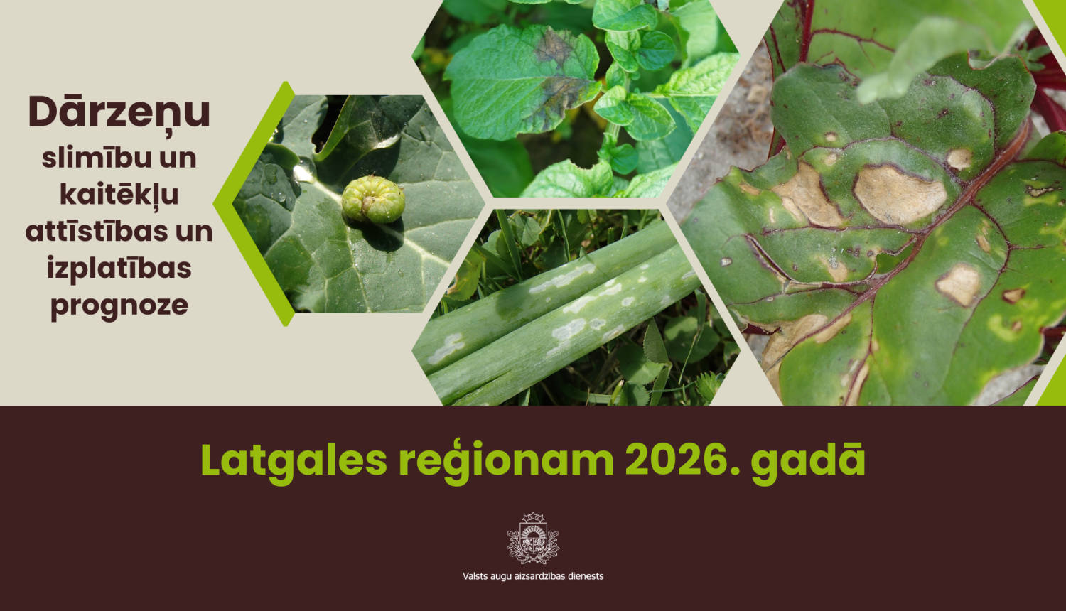 Dārzeņu slimību un kaitēkļu attīstības un izplatības prognoze 2026. gadam Latgales reģionam