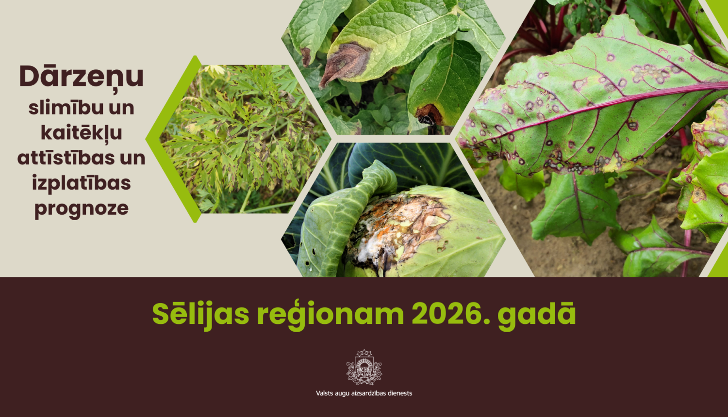 Dārzeņu slimību un kaitēkļu attīstības un izplatības prognoze 2026. gadam Sēlijas reģionam