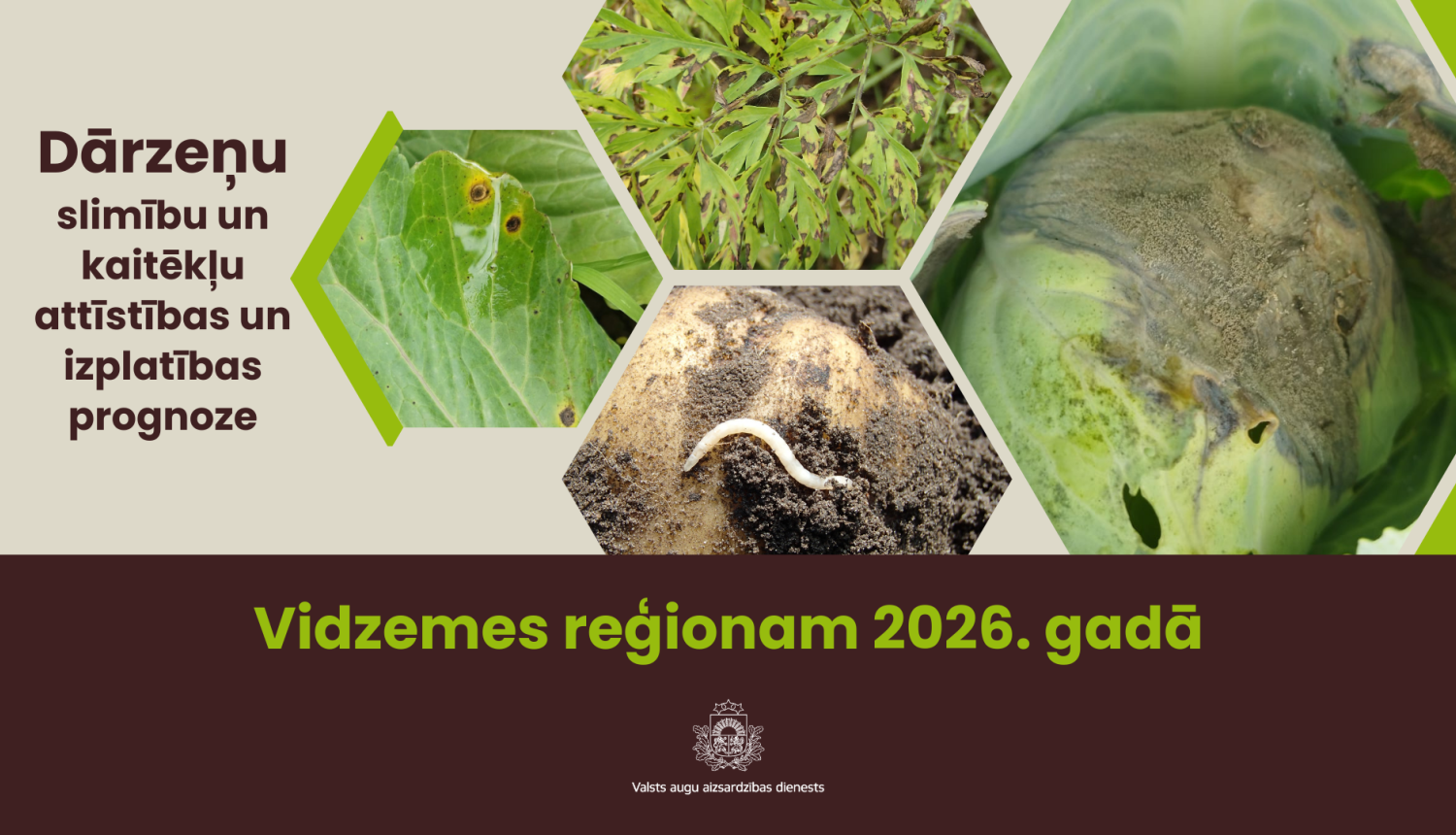 Dārzeņu slimību un kaitēkļu attīstības un izplatības prognoze 2025. gadam Vidzemes reģionam