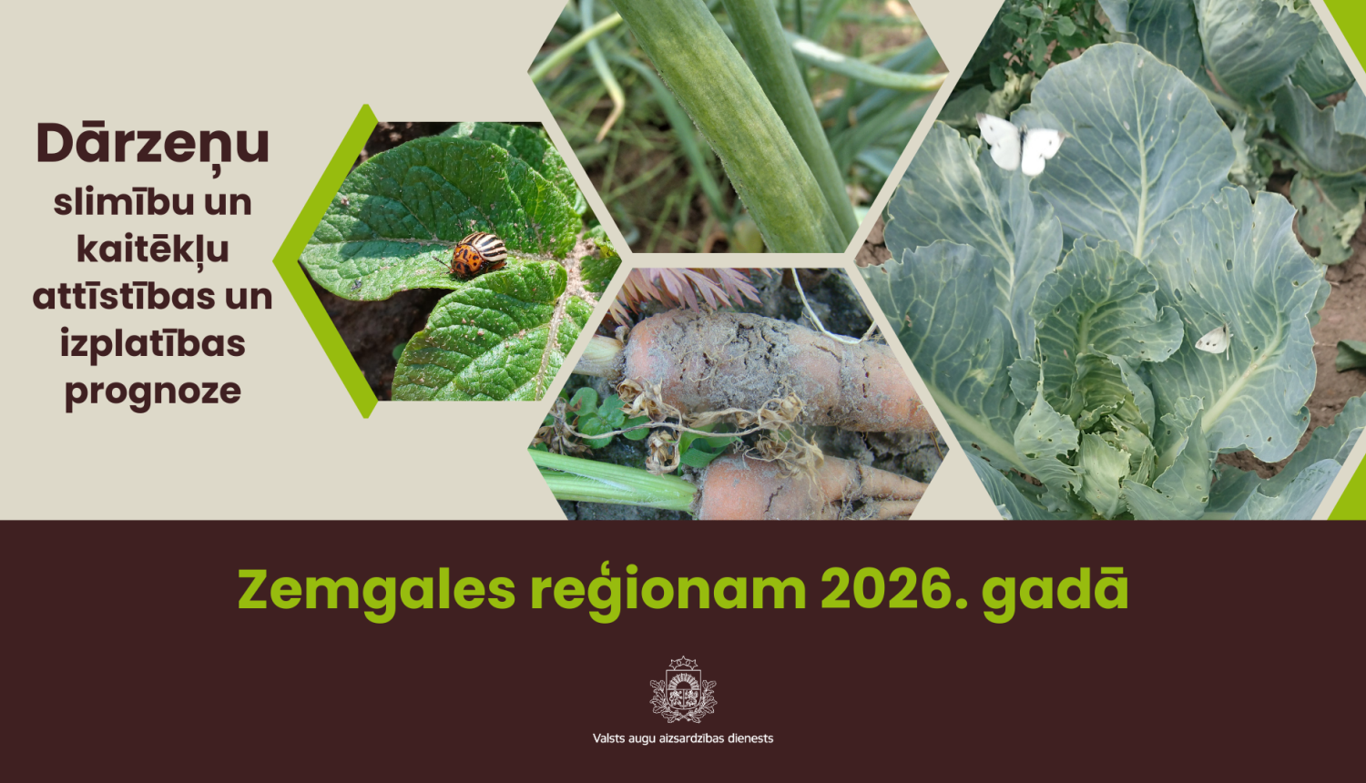 Dārzeņu slimību un kaitēkļu attīstības un izplatības prognoze 2026. gadam Zemgales reģionam