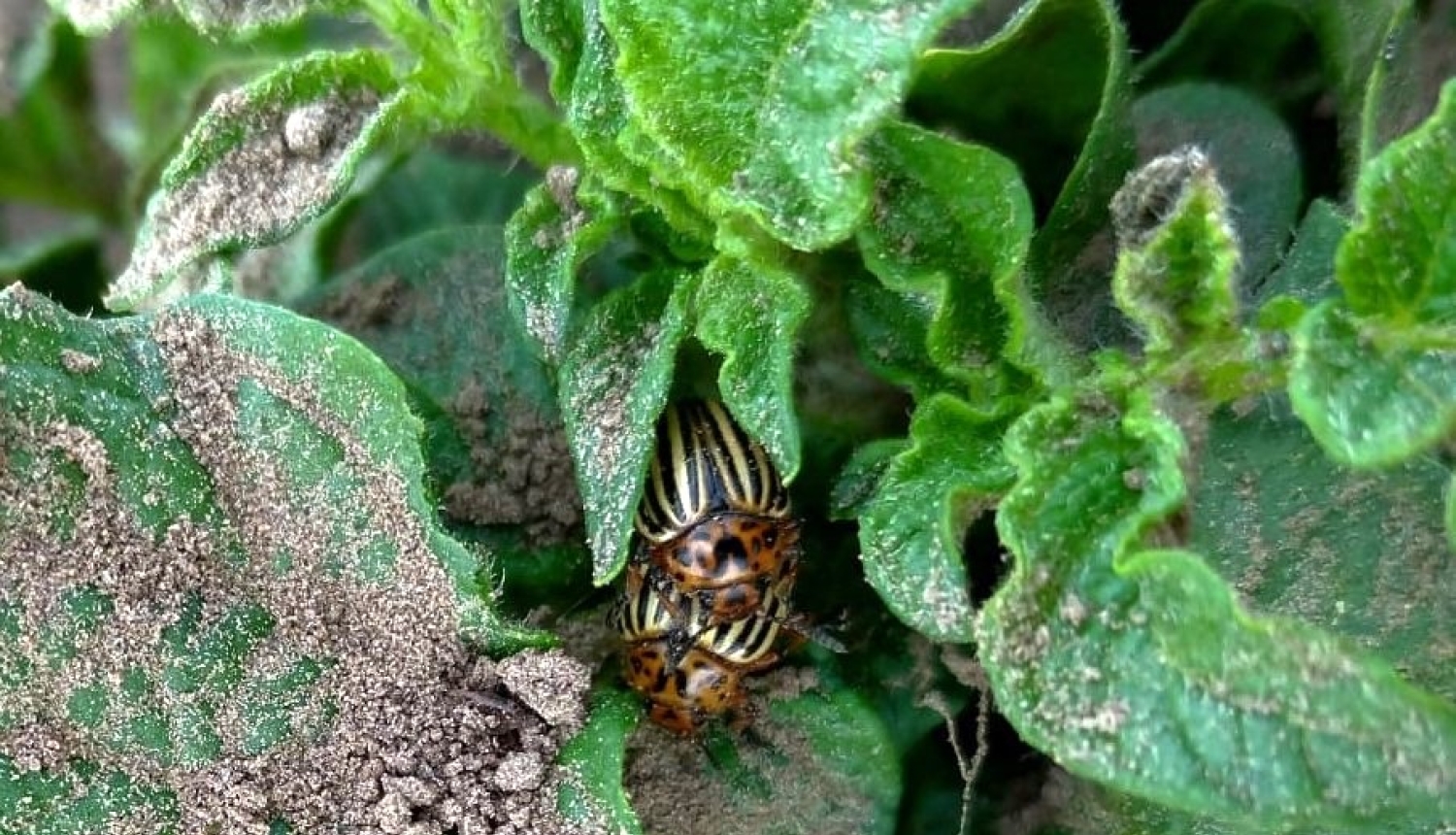 Kartupeļu lapgrauža vaboles