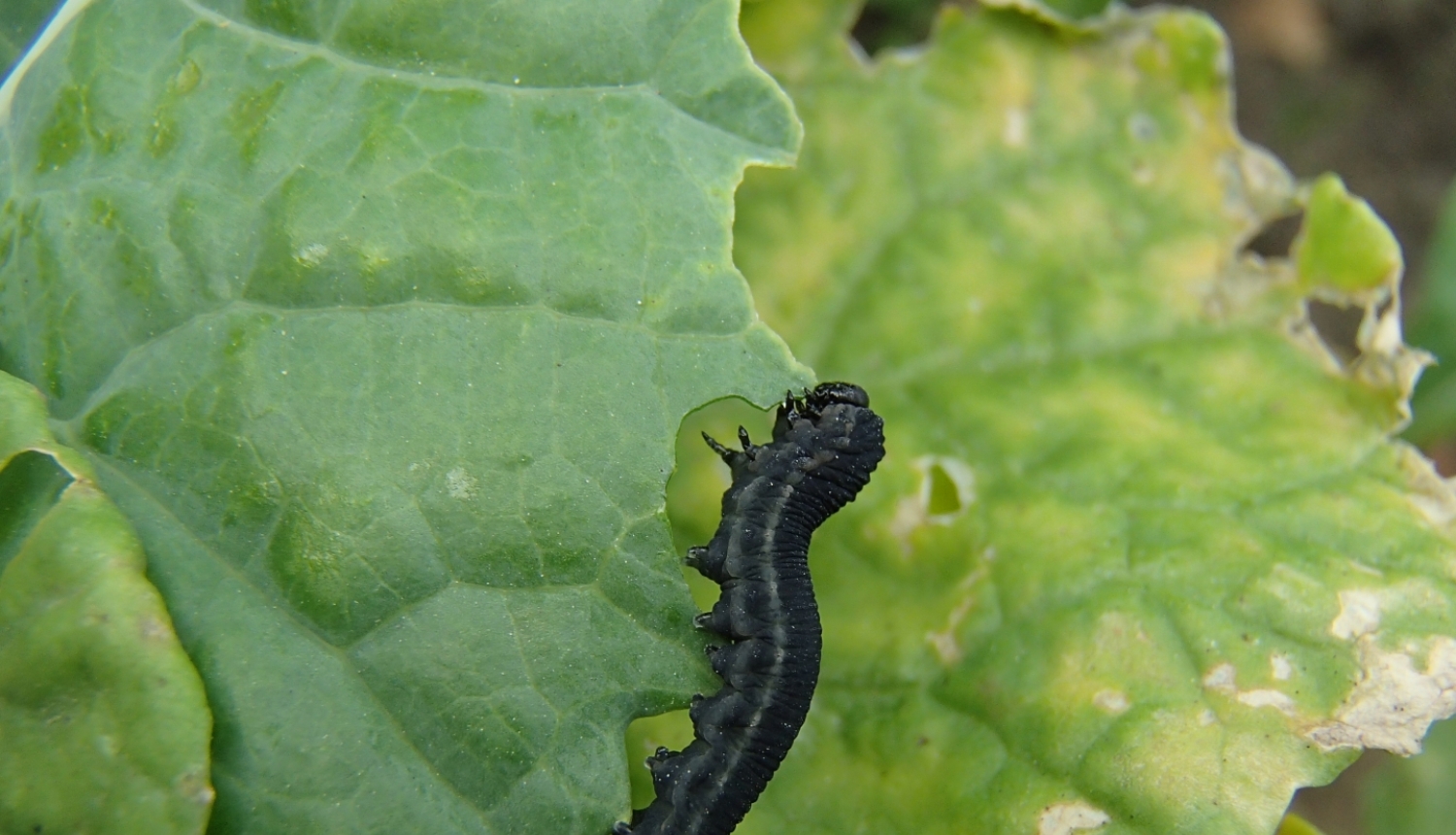 Krustziežu zāģlapsenes kāpurs