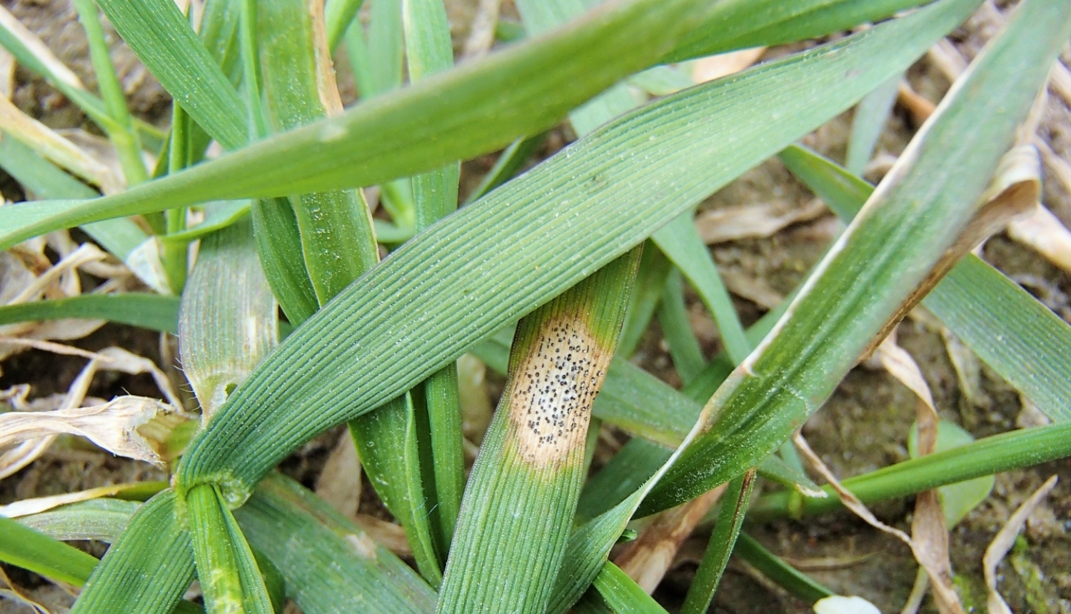 Kviešu lapu pelēkplankumainība
