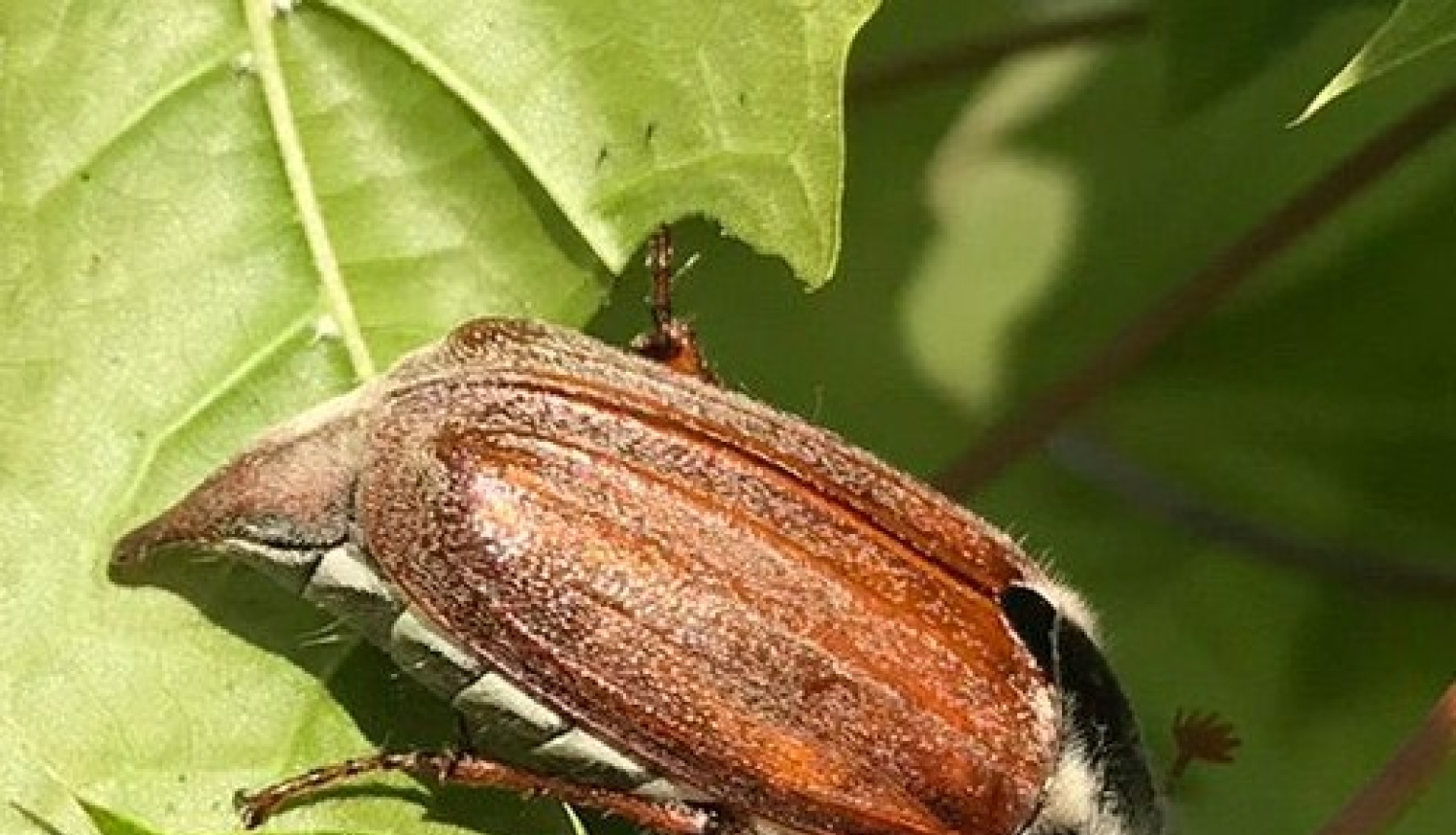 Maijvabole uz kļavas