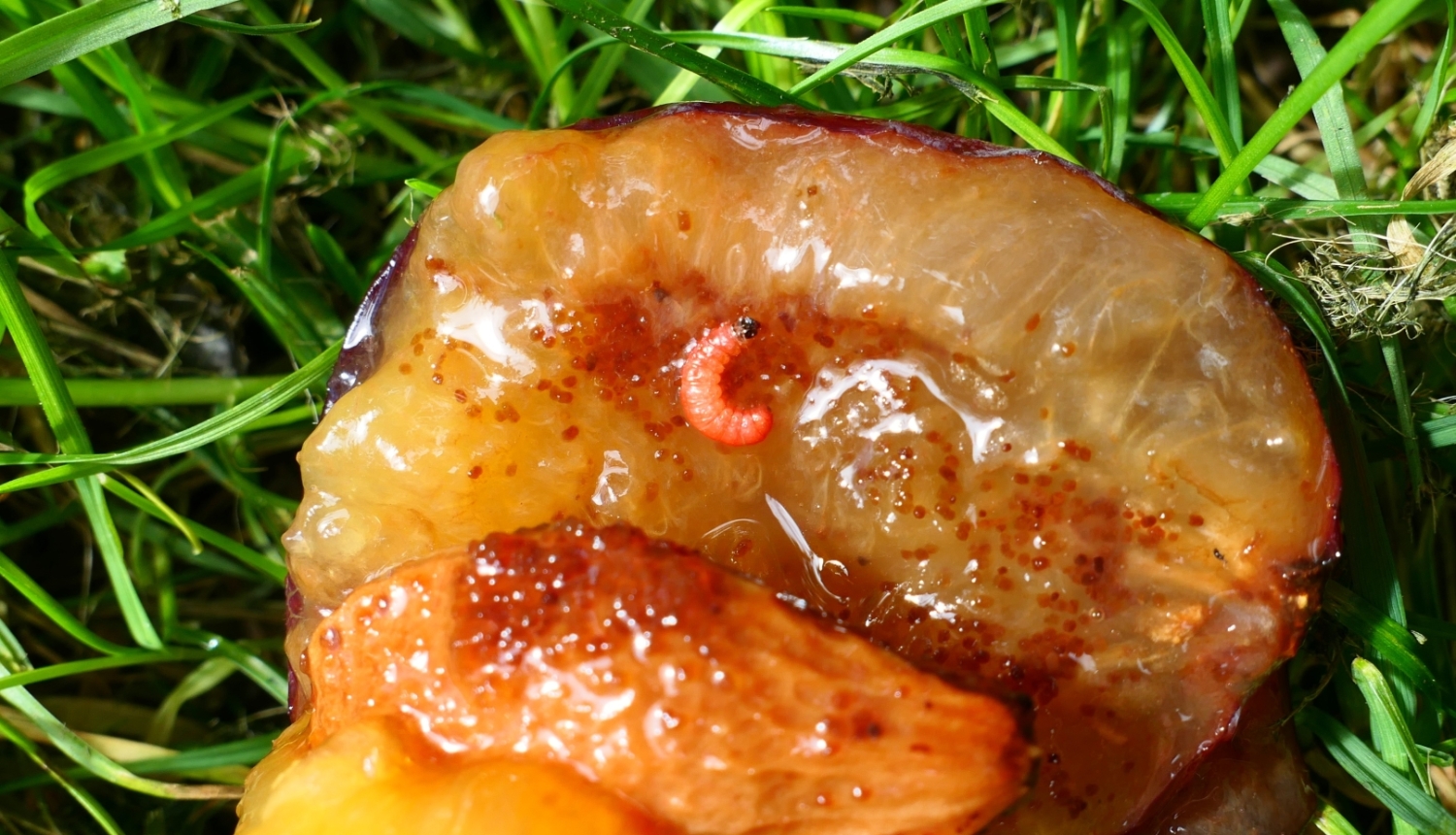 Plūmju tinēja kāpurs