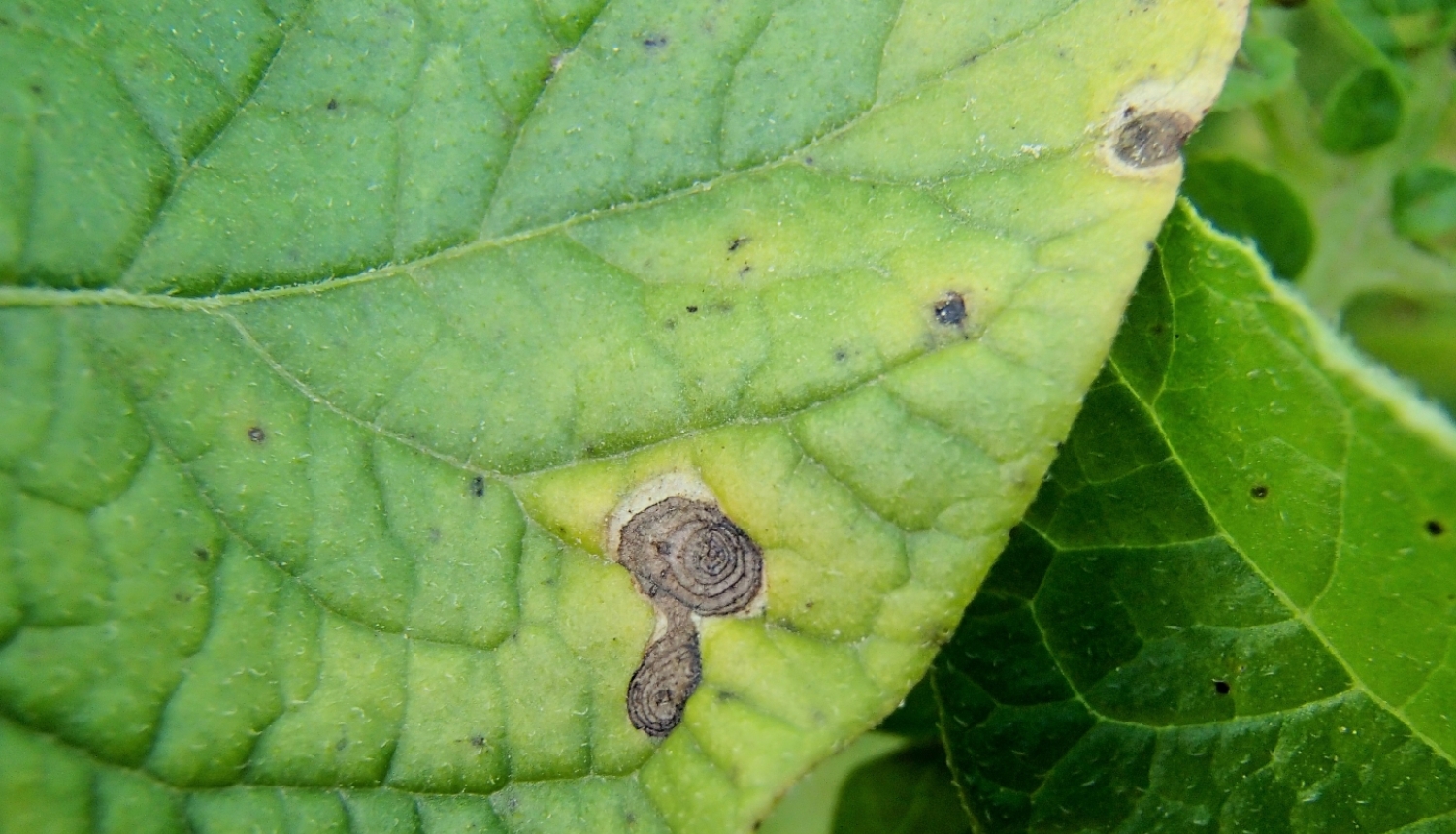 Kartupeļu lapu sausplankumainības pirmās pazīmes