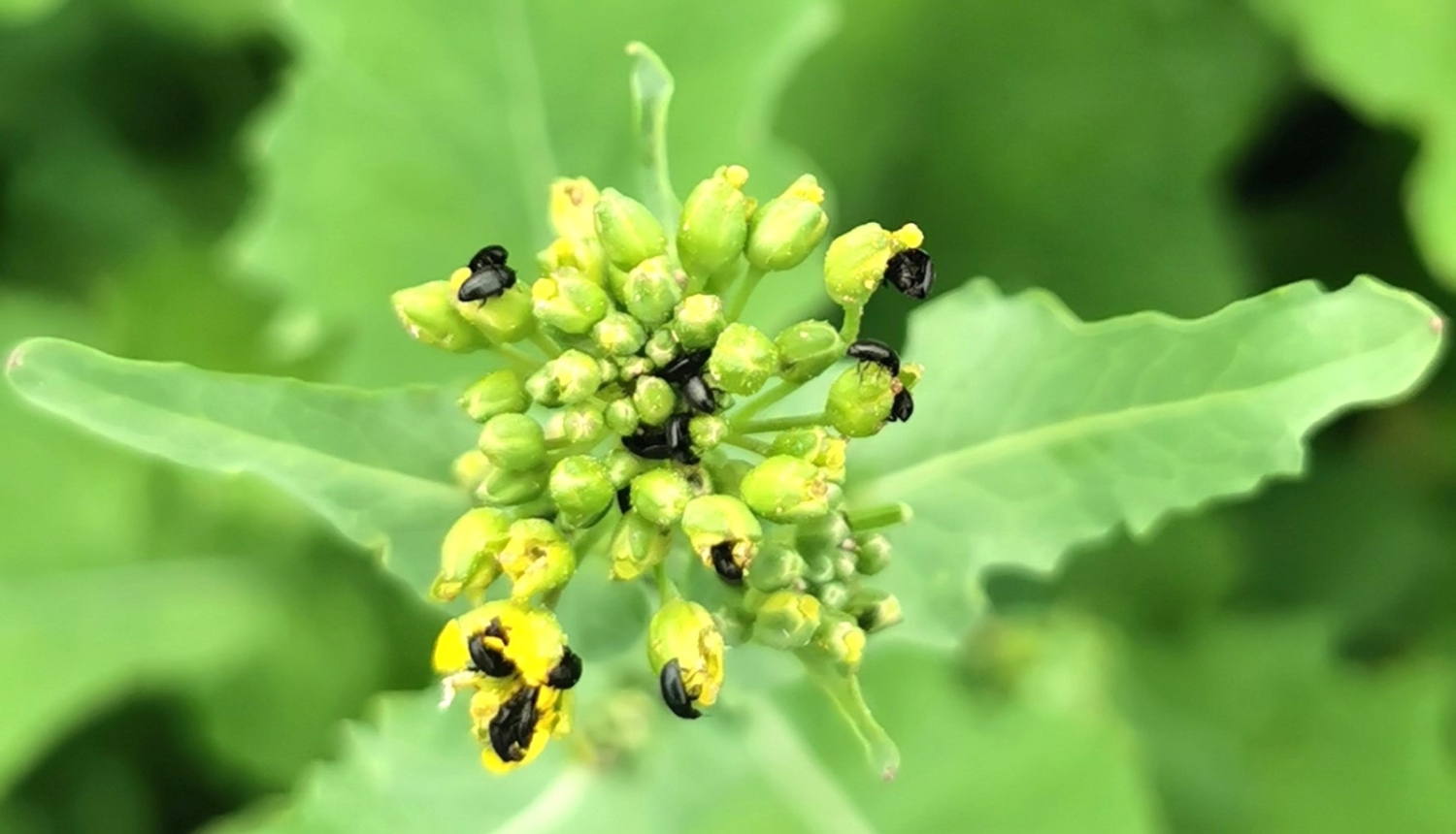 Krustziežu spīduļi uz ziedkopas