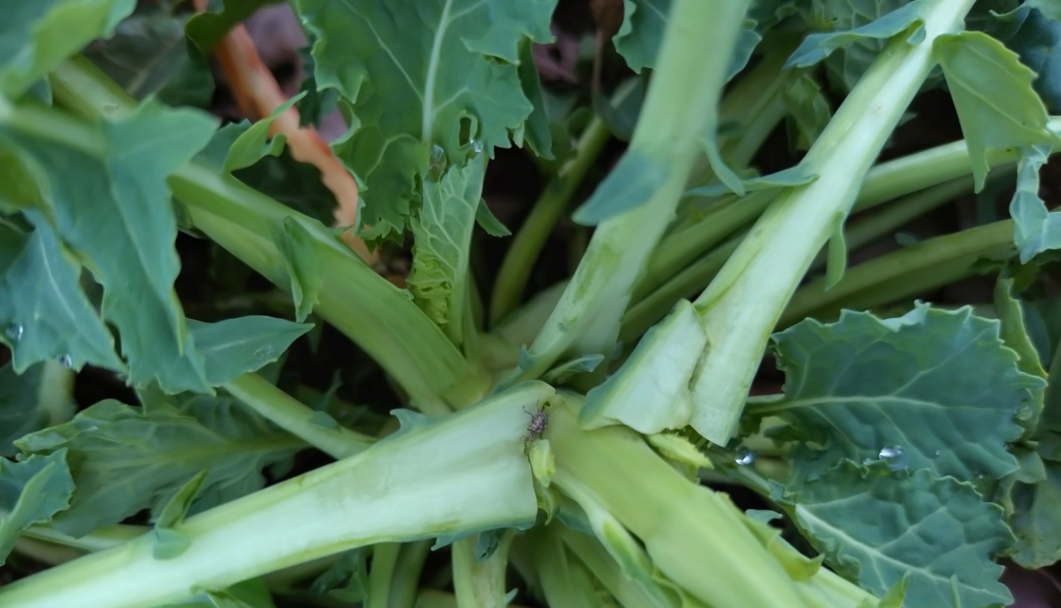 Krustziežu stublāju smecernieka imago