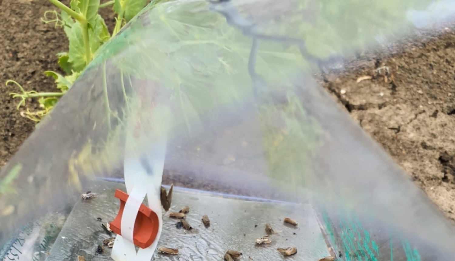 Zirņu tinēju tauriņi feromonu slazdā