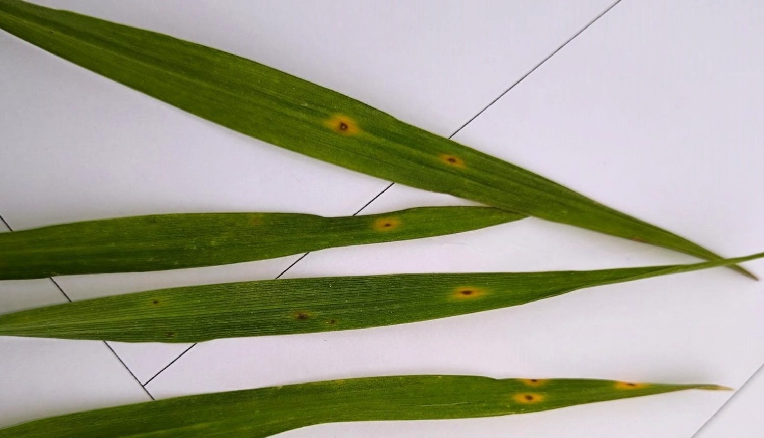 BRĪDINĀJUMS – ziemas kviešu sējumos konstatēta kviešu lapu dzeltenplankumainība un pelēkplankumainība