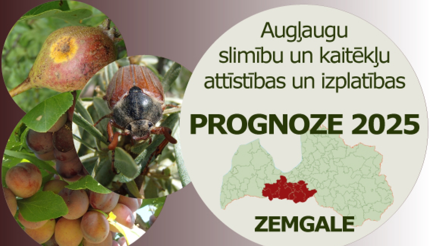 Augļaugu slimību un kaitēkļu attīstības un izplatības prognoze 2025. gadam Zemgales reģionam