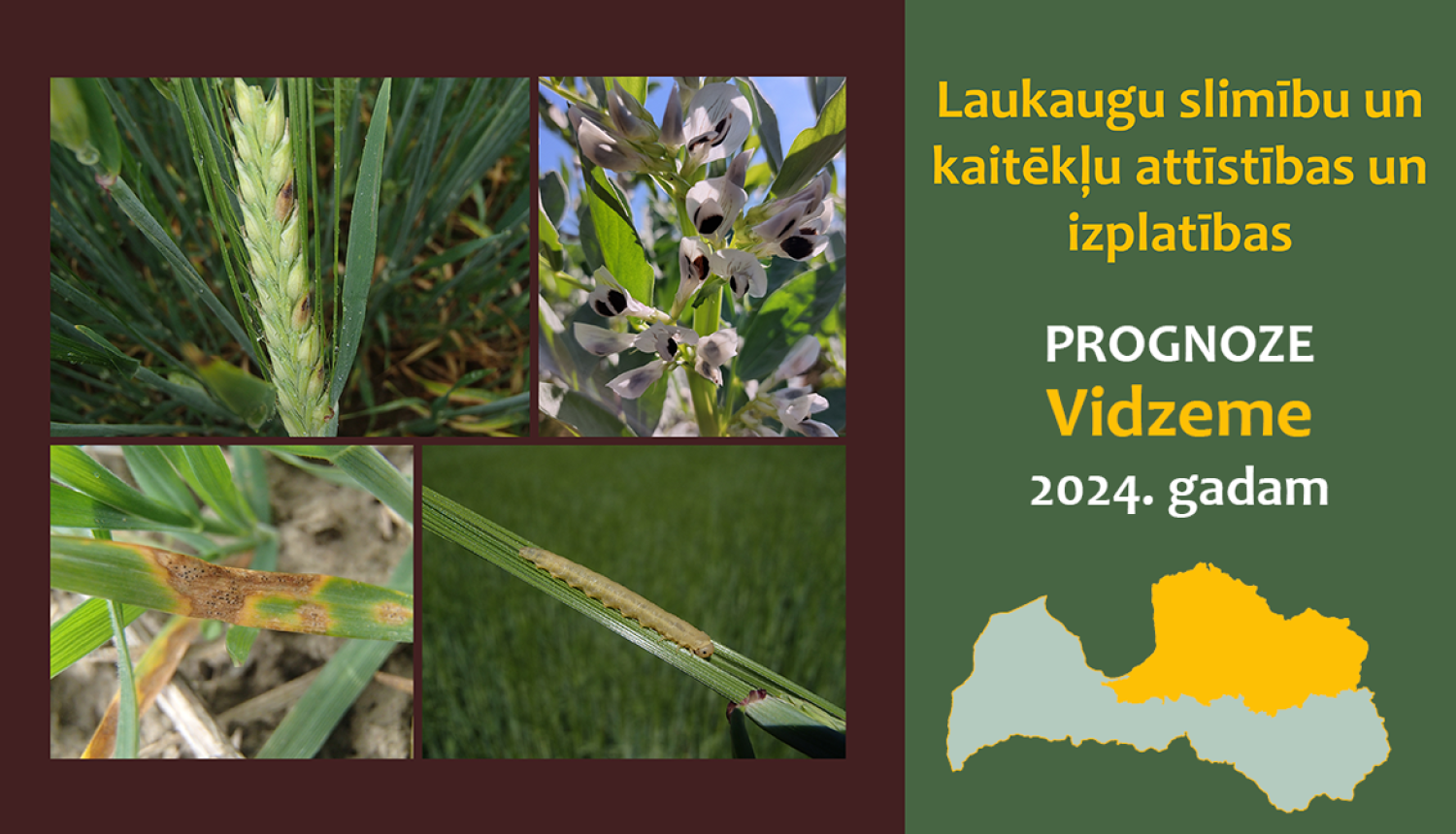 Laukaugu slimību un kaitēkļu attīstības un izplatības prognoze Vidzemes reģionam 2024. gadam