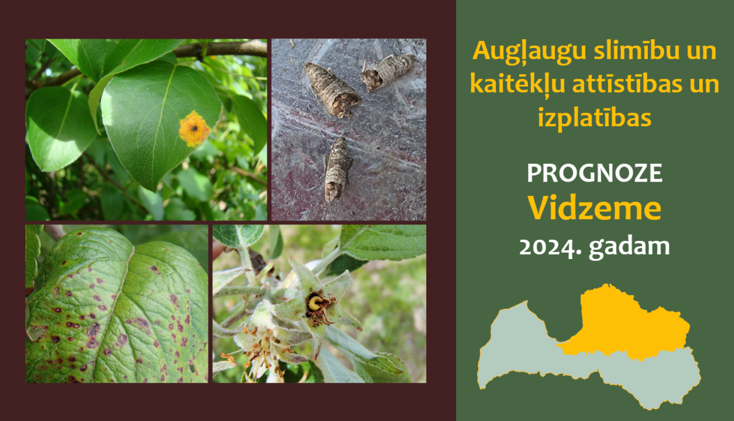 Augļaugu slimību un kaitēkļu attīstības un izplatības prognoze Vidzemes reģionam 2024. gadam