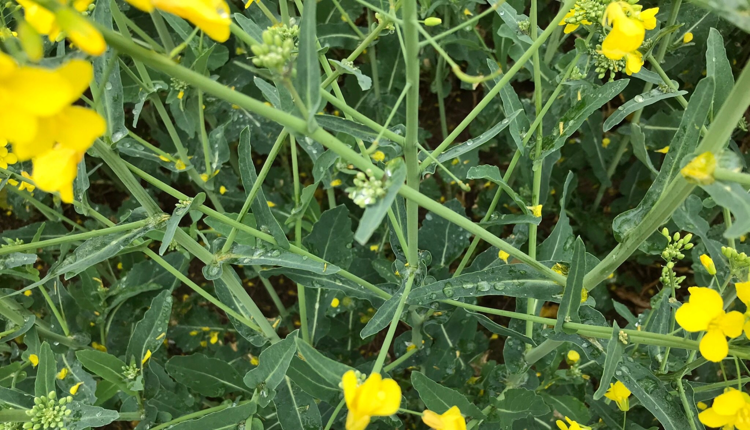 BRĪDINĀJUMS – tiek prognozēti ļoti labvēlīgi laikapstākļi baltās puves attīstībai ziemas rapša sējumos