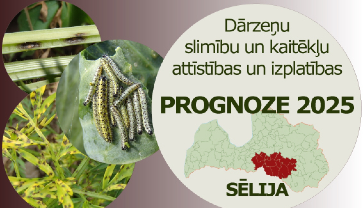 Dārzeņu slimību un kaitēkļu attīstības un izplatības prognoze 2025. gadam Sēlijas reģionam