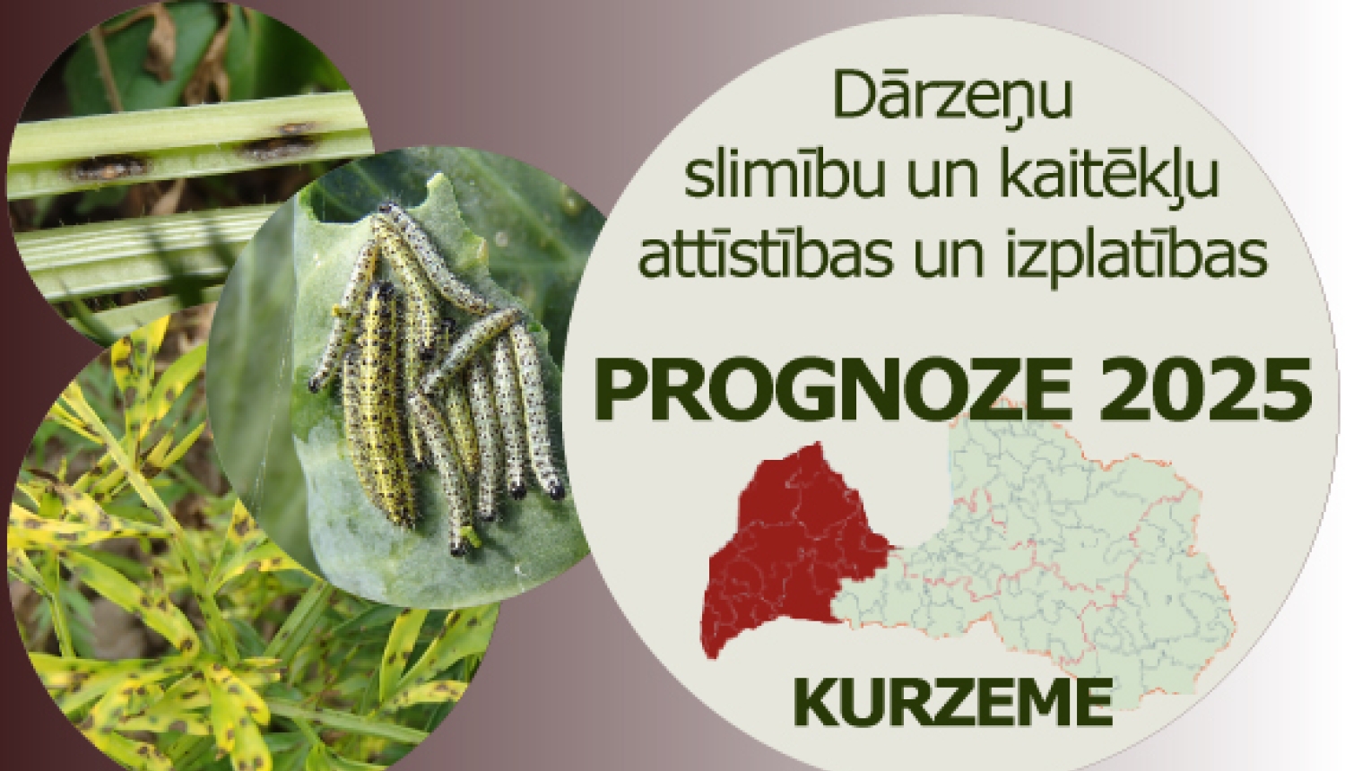 Dārzeņu slimību un kaitēkļu attīstības un izplatības prognoze 2025. gadam Kurzemes reģionam