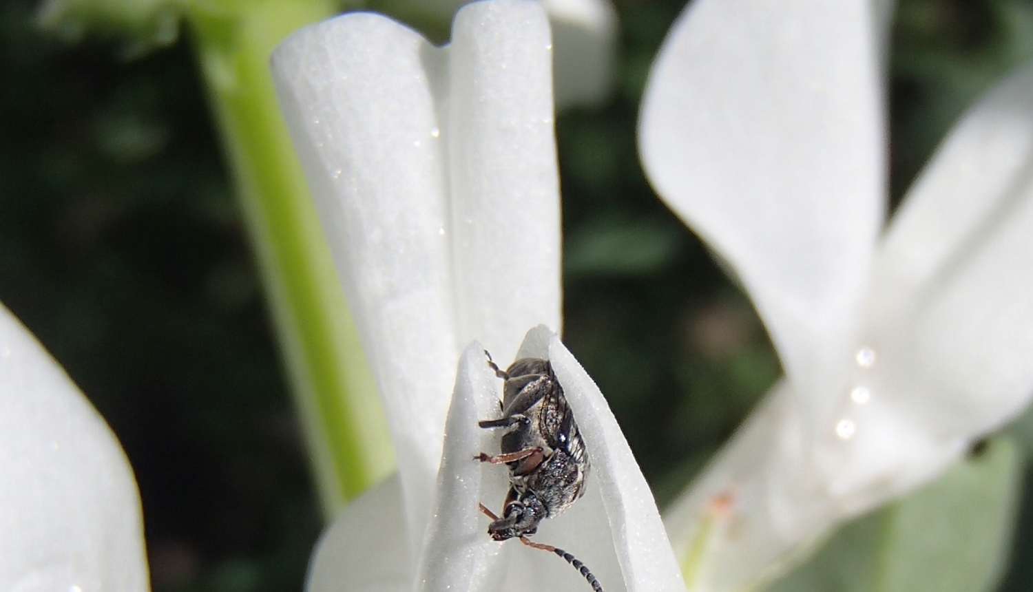 BRĪDINĀJUMS – lauka pupu sējumos izplatās pupu sēklgrauzis un slimības
