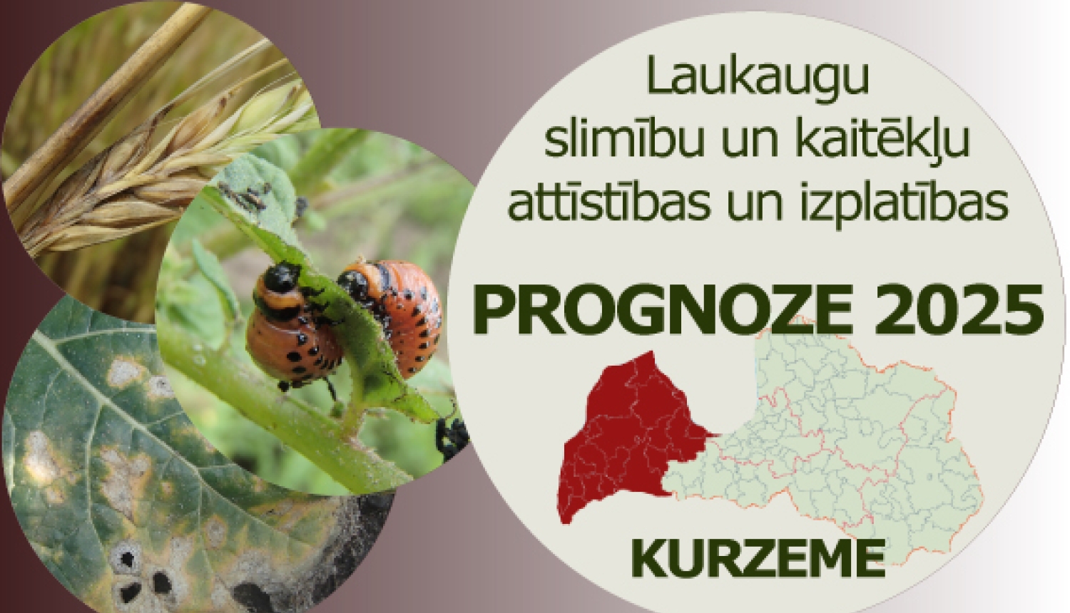 Laukaugu slimību un kaitēkļu attīstības un izplatības prognoze Kurzemes reģionam 2025. gadam