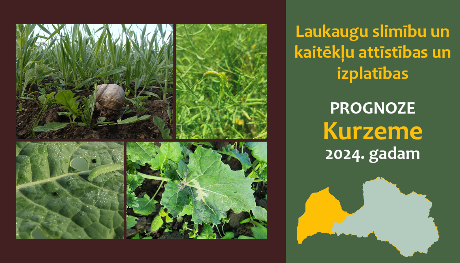 Laukaugu slimību un kaitēkļu attīstības un izplatības prognoze Kurzemes reģionam 2024. gadam