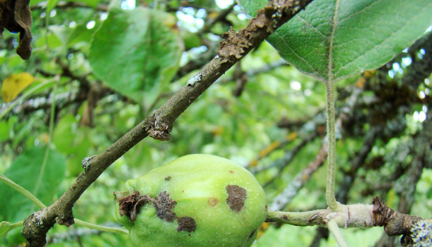 BRĪDINĀJUMS – Zemgalē un Latgalē tiek prognozēts vidējs līdz augsts ābeļu kraupja infekcijas risks sākot no 1.maija