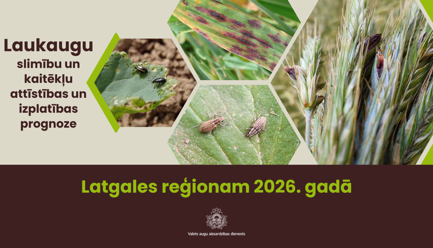 Laukaugu slimību un kaitēkļu attīstības un izplatības prognoze Latgales reģionam 2026. gadam