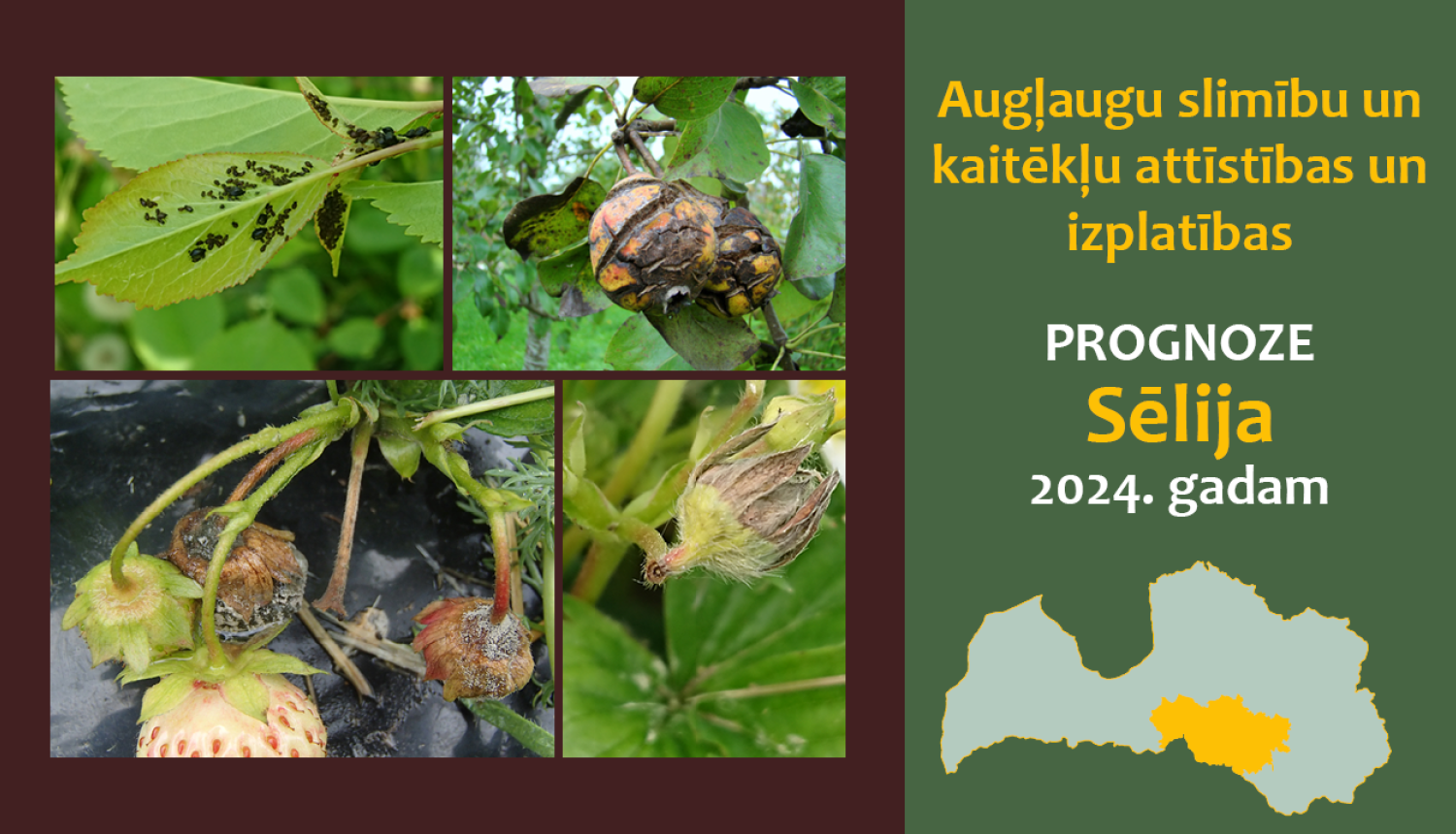 Augļaugu slimību un kaitēkļu attīstības un izplatības prognoze 2024. gadam Sēlijas reģionam