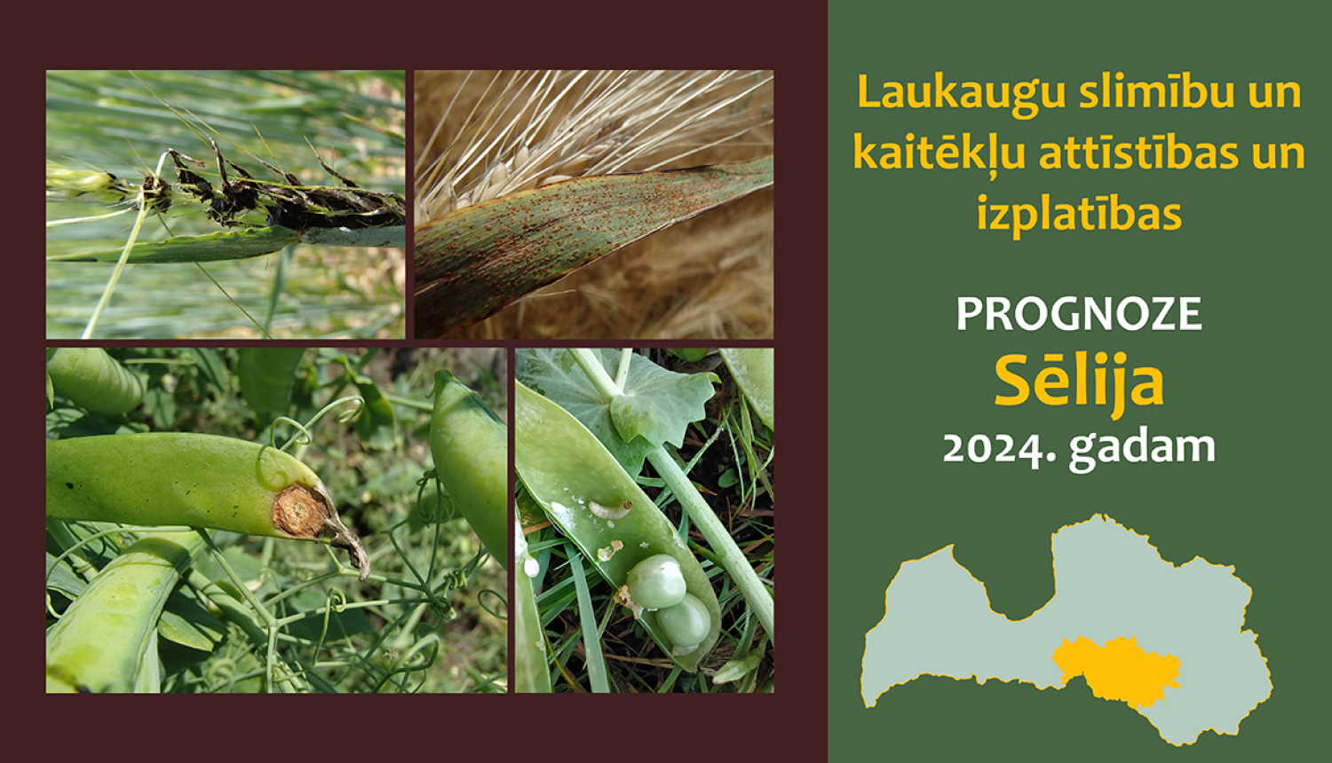 Laukaugu slimību un kaitēkļu attīstības un izplatības prognoze Sēlijas reģionam 2024. gadam