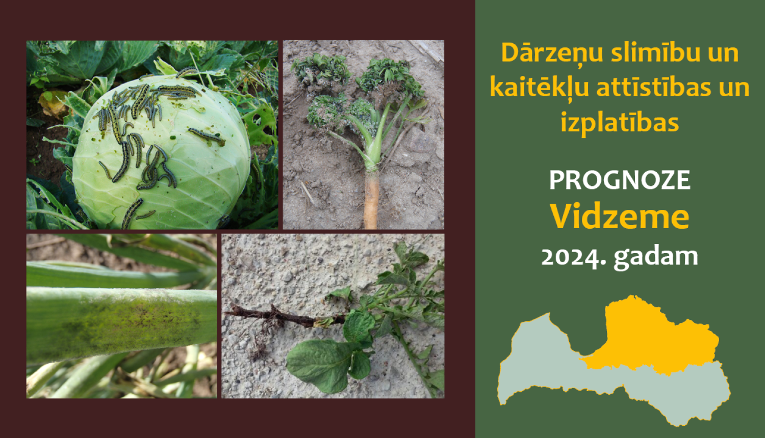 Dārzeņu slimību un kaitēkļu attīstības, un izplatības prognoze 2024. gadam Vidzemes reģionam