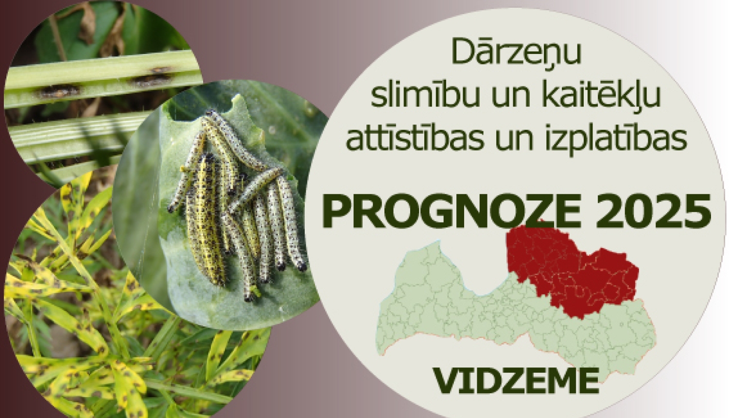 Dārzeņu slimību un kaitēkļu attīstības un izplatības prognoze 2025. gadam Vidzemes reģionam