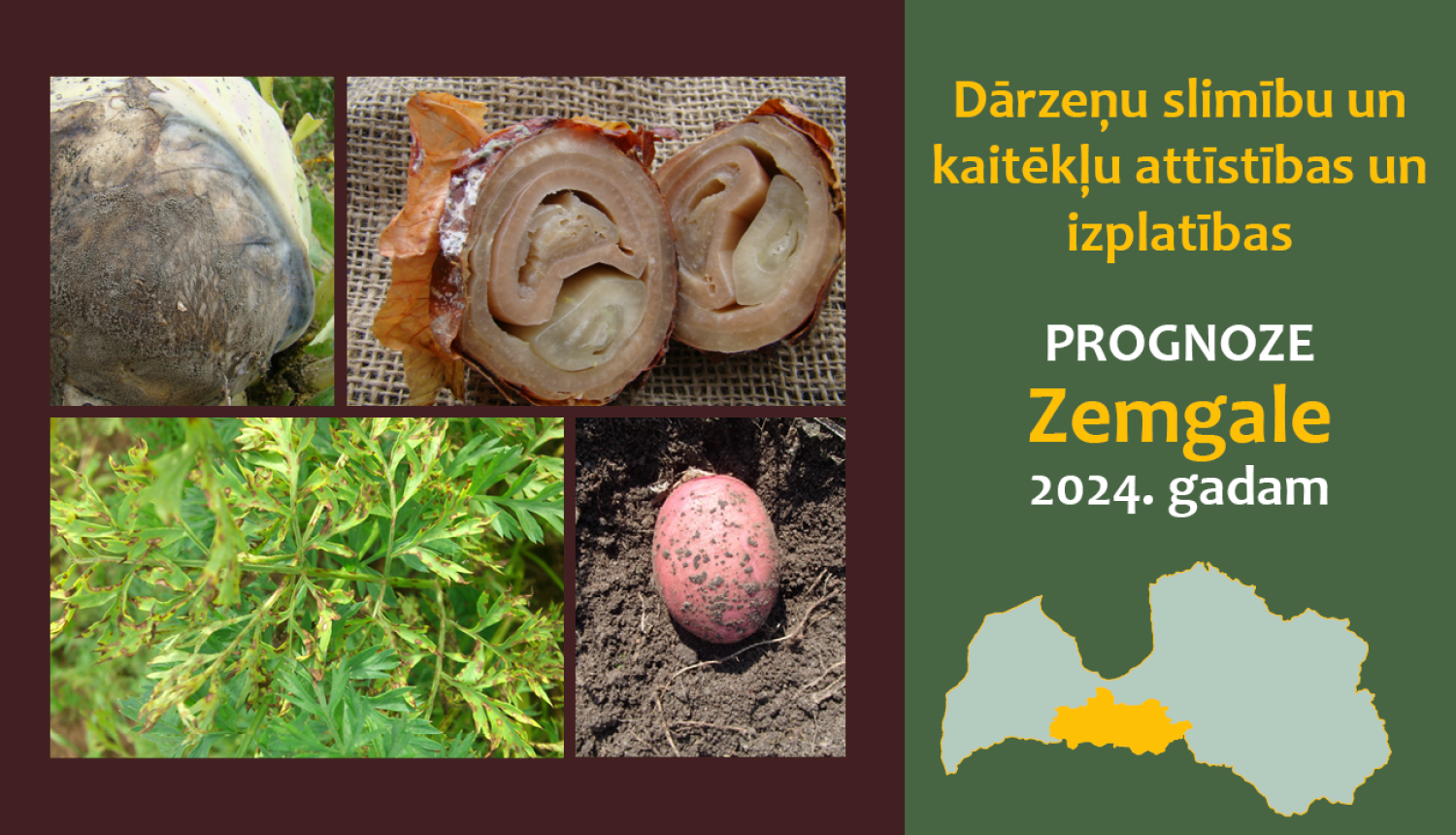Dārzeņu slimību un kaitēkļu attīstības, un izplatības prognoze 2024. gadam Zemgales reģionam