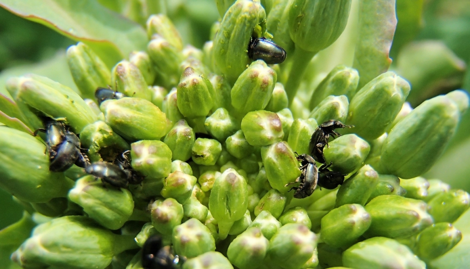 FOTO: Krustziežu spīduļi uz ziedkopas