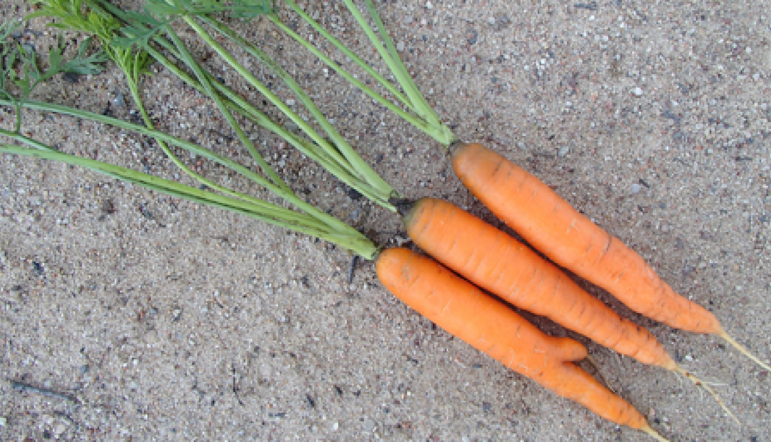 Trīs burkānu saknes ar lakstiem uz augsnes. Saknes oranžā krāsā un ir sasniegušas 70% no raksturīgā diametra.