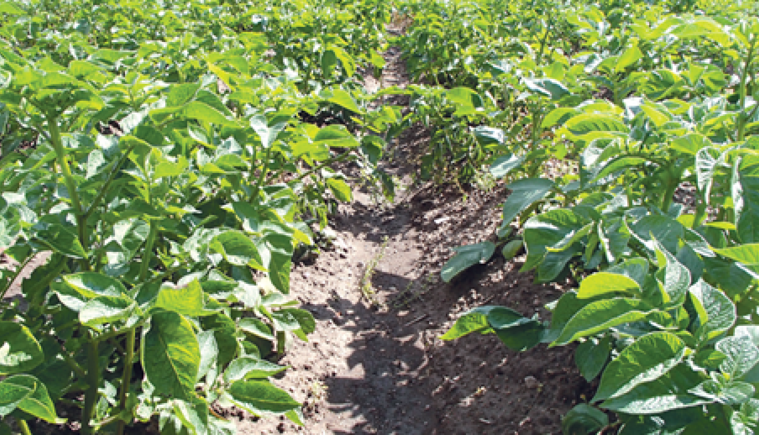 Vagās sauguši kartupeļi, kuriem redzamas daudz lapas un tās saskarās kopā starp vairākiem augiem