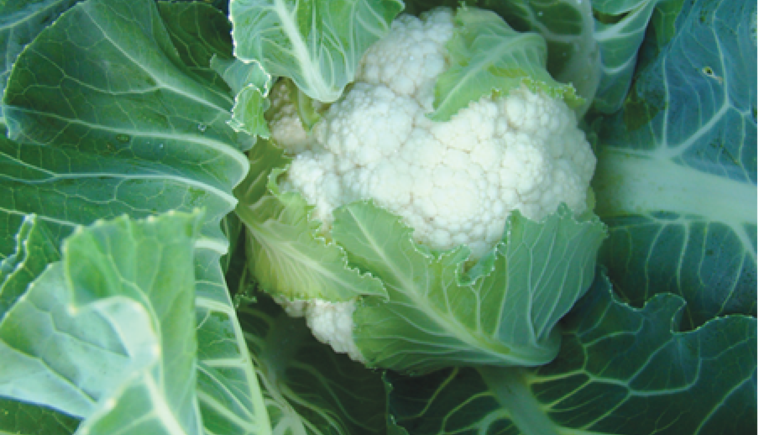 Ziedkāpostam izveidojusies blīva, kompakta, raksturīgo lielumu sasniegusi galviņa.