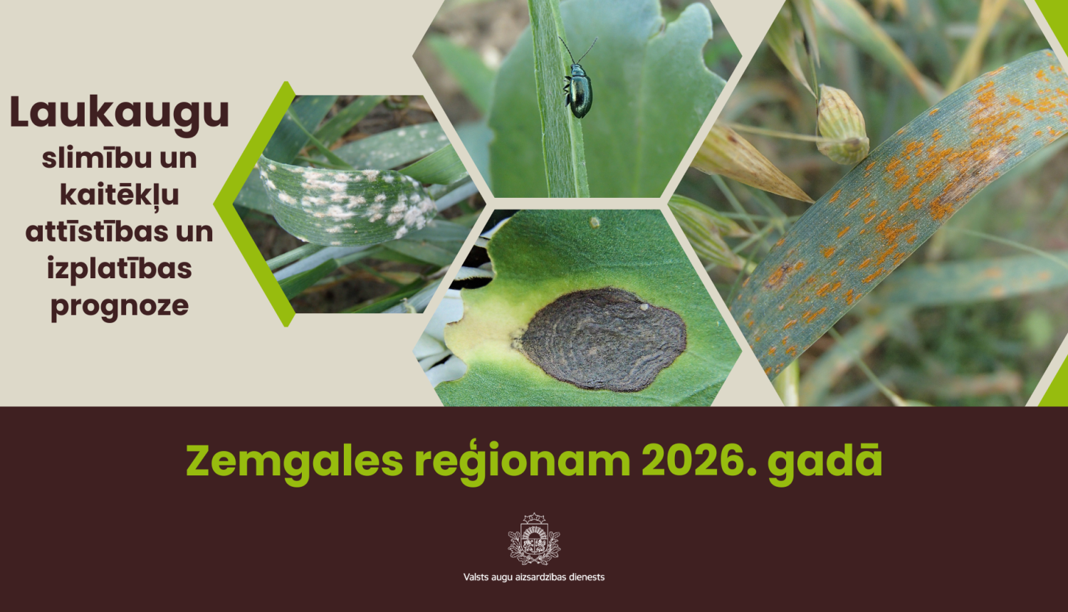 Laukaugu slimību un kaitēkļu attīstības un izplatības prognoze Zemgales reģionam 2026. gadam
