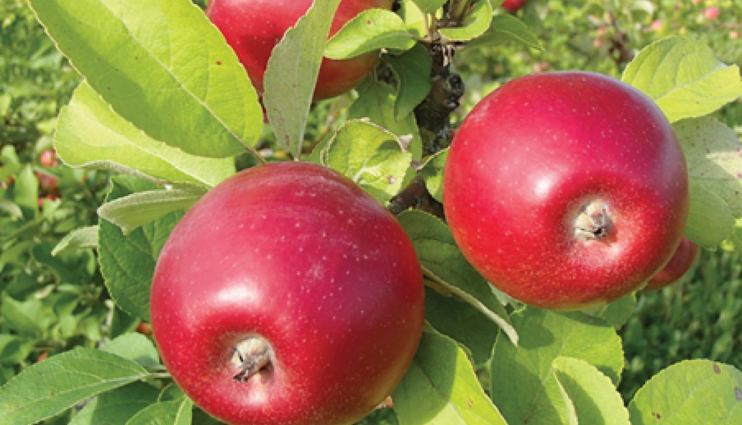 Ābeles zars ar āboliem, kuriem izveidojies raksturīgais augļa krāsojums.
